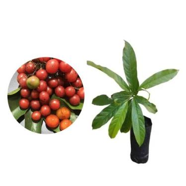 Imagem de Muda de Chá De Bugre 20 a 40cm AMK - Plantas Online - AMK Jardinagem e