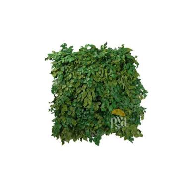 Imagem de Jardim Cerrado - Preservando, 3 Placas 50x50