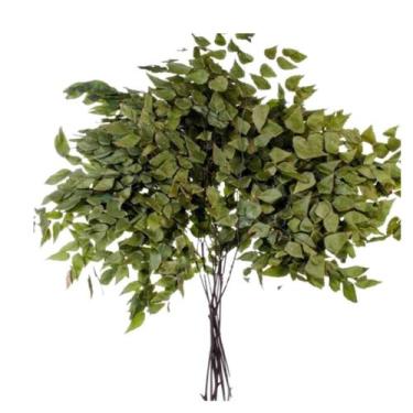 Imagem de Avenca Natural Desidratado Buque Flores Secas - Pense Flores