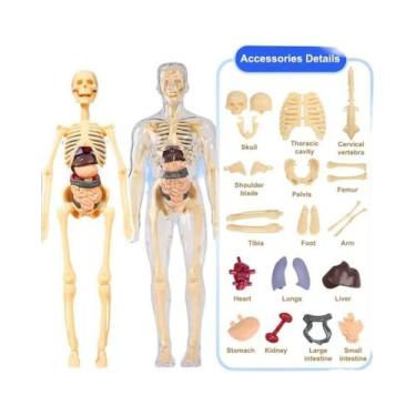 Imagem de Conjunto De Modelos De Anatomia Do Esqueleto Humano 3D Para Crianças, 