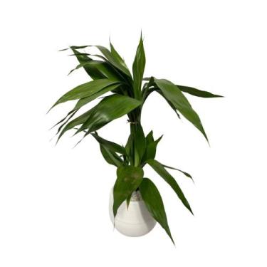 Imagem de Bambu Da Sorte 4 Hastes Vaso Branco Auto Irrigável - ISPIRA FLORA 