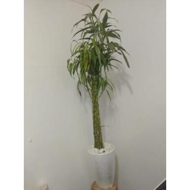 Imagem de Bambu Da Sorte - A Flor Brasil