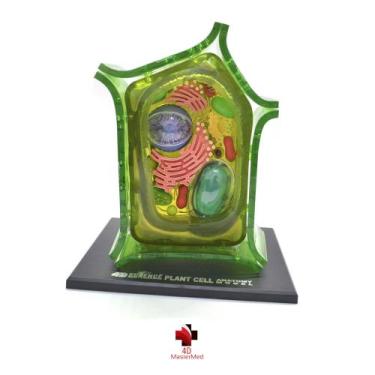 Imagem de Anatomia da Célula Vegetal - 4D MasterMed