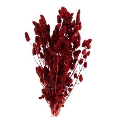 Imagem de Celósia Rabo De Coelho Vermelho Flores Secas Decorar - Tem Flores
