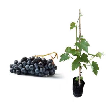 Imagem de Muda de Uva Vitoria 50 a 80cm AMK - Plantas Online - AMK Jardinagem e 
