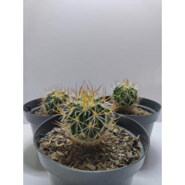 Imagem de Muda De Cacto Stenocactus Para Colecionadores Raro Presente - Ta na Mã