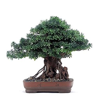 Imagem de Árvore artificial bonsai artificial para decoração de plantas de pinheiro artificial em vaso para jardim, sala de estar, escritório, ornamentos, árvore falsa