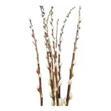 Imagem de 15 Galhos Secos Vime De Bolinha 1m Desidratado Envelhecido - FLORA FUL