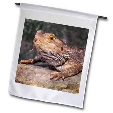 Imagem de 3dRose fl_83699_1 Bandeira de jardim Bearded Dragon Lizard NA02 CAD0036 Claudia Adams, 30,48 x 45,72 cm