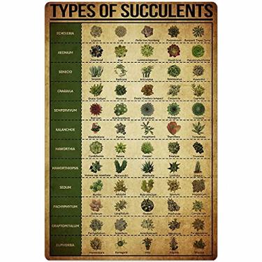 Imagem de JIUFOTK Pôster Types of Succulents Placas de metal Conhecimento científico Infantil Decoração de parede Decoração de quarto Placa de impressão de 20 x 30 cm