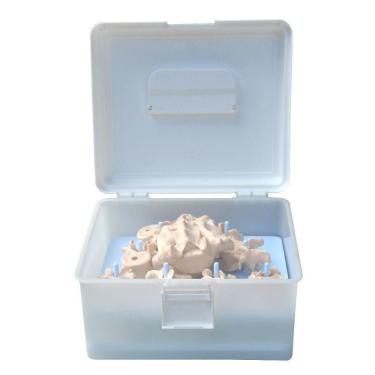 Imagem de Coluna Vertebral Desarticulada Esqueleto Anatomia