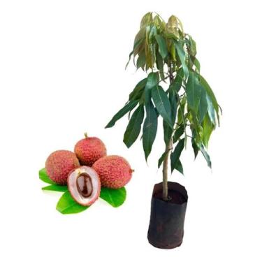 Imagem de Kit 5 Mudas De Lichia - AMK - Jardinagem e Paisagismo