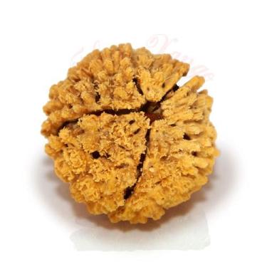 Imagem de Fava de Ossain Tratamento Espiritual Unidade - Renato