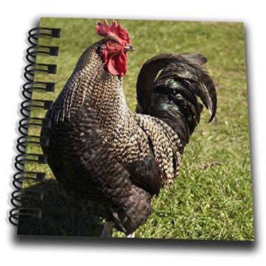 Imagem de 3dRose Galinha selvagem, animal de fazenda, calmers, Nova Zelândia-AU02 Dwa4716-David Wall - Mini bloco de notas 10 x 10 cm (db_71776_3)