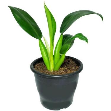 Imagem de Muda De Pacová 50cm Planta Para Área Interna E Urban Jungle - Verde Ga