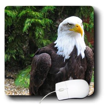 Imagem de 3dRose Mouse pad LLC 20 x 20 x 0,25 polegadas, presente patriótico águia careca escoteiro símbolo icônico pássaro de rapina dos Estados Unidos (mp_155625_1)