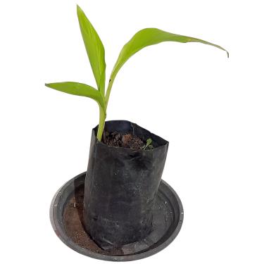 Imagem de Muda Viva Colocasia Orelha de Elefante 55 a 60 cm Planta Tropical Ornamental Premium | Ideal para Jardim Paisagismo e Ambientes de Meia Sombra | Folhagem Exuberante e Crescimento Rápido