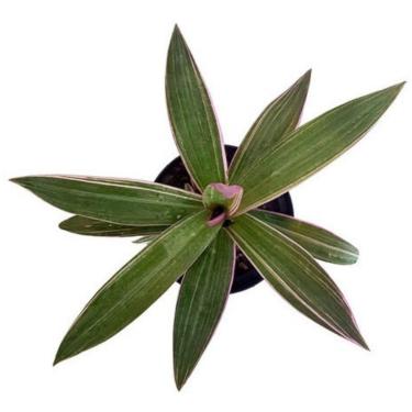 Imagem de Planta Rhoeo Spathacea (abacaxi Roxo) Super Decorativa