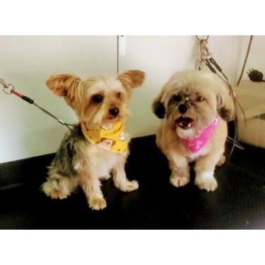 Imagem de 100 bandanas P pet sortidas - Drika pets