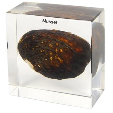 Imagem de Peso de papel de amostra incorporado de mexilhão de água doce em resina em bloco de lucite transparente