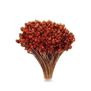 Imagem de Planta Seca Botão Pimentinha - Cores Variadas - Pense Flores, laranja