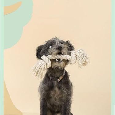 Imagem de Brinquedo Corda Nó Crochê Brinquedo Mordedor P/Cães Cachorro Pet Cabo De Guerra 32CM AH122-11