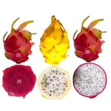 Imagem de Kit 3 pitayas,1 Vermelha Taiwan gigante,1 Amarela Golden Israel e1 Pitaya casca vermelha poupa branca