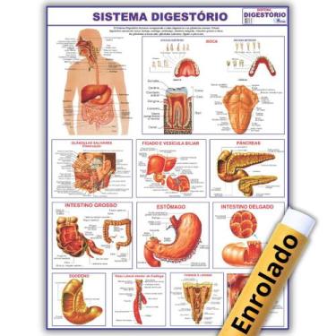 Imagem de Mapa Enrolado Sistema Digestório Do Corpo Humano 120x90 Cm - Medicina 