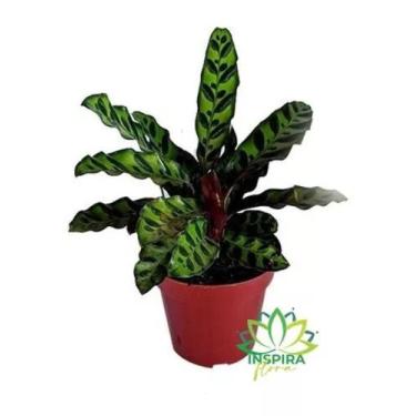 Imagem de 1 Planta Maranta Cascavel Calathea Lancifolia Insignis Verde - FLORA F