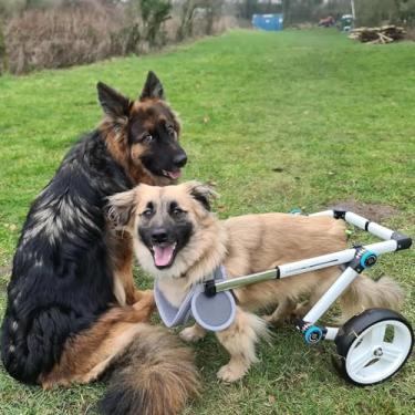 Imagem de Cadeira de rodas para cães Cadeira de rodas média para cães de estimação, carrinho de arnês de suporte de mobilidade para cães com deficiência ajustável, ferramentas de suporte para rolament