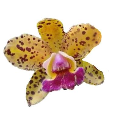 Imagem de Orquídea - Cattleya Corcovado - Colecionador - ORQUIVITRO