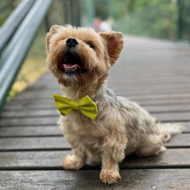 Imagem de Gravata Pet Ajustável em Várias Cores para Estilo e Conforto - DoggySh