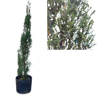 Imagem de Tuia Cipreste Italiano Natural Pinheiro Decoração Adulta Arvore Folhagem Densa