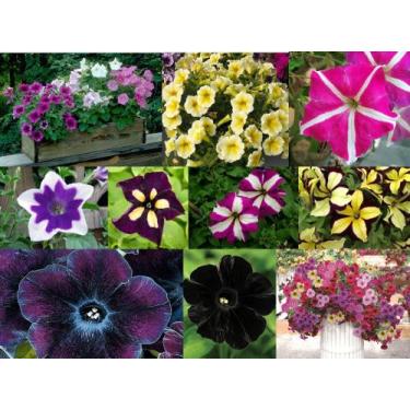 Imagem de 50 Sementes de Petúnia Híbrida Sortidas - Jardinar