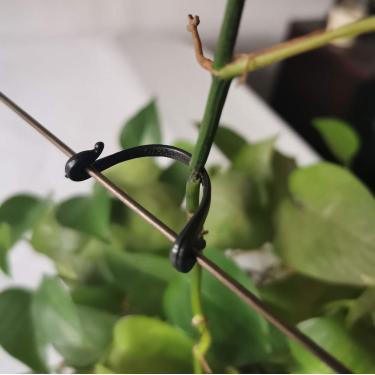 Imagem de SUSUB 200PCS Kiwi Vinho-Clipes de videira de uva prendedores de uva, grampos de suporte de plantas de jardim, fivelas de frutas, ganchos fixos para garfo de videira, treinamento, gravatas, fivelas