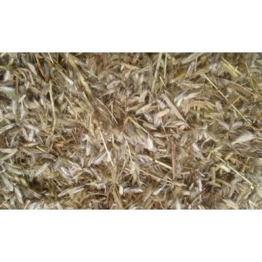 Imagem de Semente de Capim Andropogon - 16Kg- Alta Qualidade! - Nultipasto