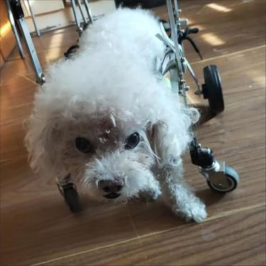 Imagem de Cadeira de rodas para cães com deficiência, apoio total à mobilidade com 4 rodas, carrinho de reabilitação de suporte de perna para pernas traseiras, ajuda animais de estimação a se levantarem