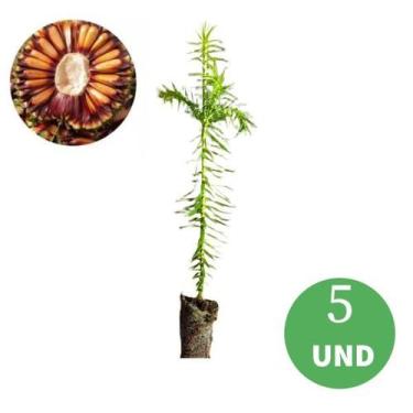 Imagem de Kit 5 Muda de Araucária (Araucaria angustifolia ) - no-brand