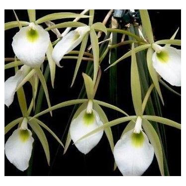 Imagem de Brassavola perrini (orquídea cebolinha) - Orquídeas & Cia