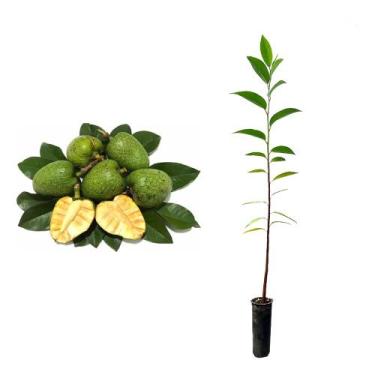 Imagem de Muda de Anona Preta 20 a 40cm AMK - Plantas Online - AMK Jardinagem e 