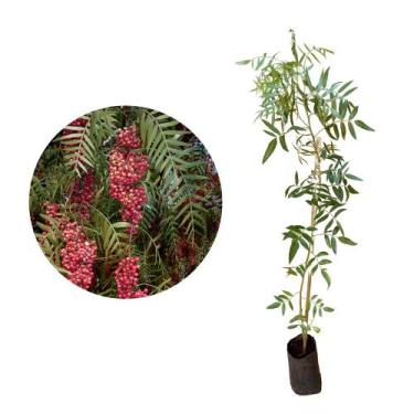 Imagem de Muda de Aroeira Salsa 20 a 40cm AMK - Plantas Online - AMK Jardinagem 
