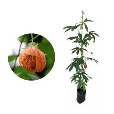 Imagem de Muda de Lanterna Chinesa 20 a 40cm AMK - Plantas Online - AMK Jardinag