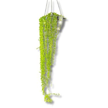 Imagem de Vaso Colar De Pérola cuia 21 Rosário Verde Senecio Rowleyanus Planta -