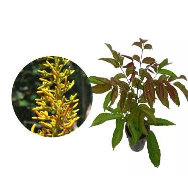 Imagem de Muda de Guaricica 20 a 40cm AMK - Plantas Online - AMK Jardinagem e Pa