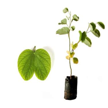 Imagem de Muda de Pata De Vaca Branca 20 a 40cm AMK - Plantas Online - AMK Jardi
