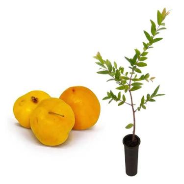 Imagem de Muda de Uvaia 20 a 40cm AMK - Plantas Online - AMK Jardinagem e Paisag