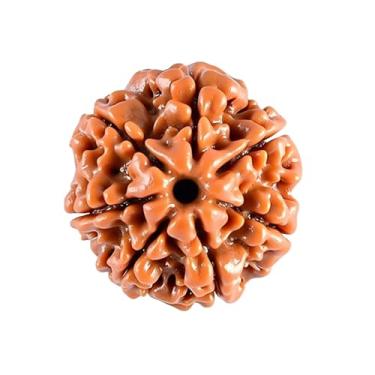 Imagem de Edmiria Miçangas Rudraksha Nepalês 2 Mukhi 3 Faces, 4 Mukhi, 5 Faces, 6 Mukhi, 7 Mukhi Certified Natural Himalaia Rudrakhsha Beads para cura, Pooja, meditação, oração, Japa, Madeira, Sem Pedra