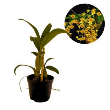 Imagem de Muda Orquidea Dedrobium Chrysotoxum Flor Amarelada - Orquiflora