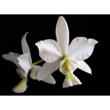 Imagem de Orquídea Cattleya nobilior Albo Cuiaba x Self - Cooperorchids