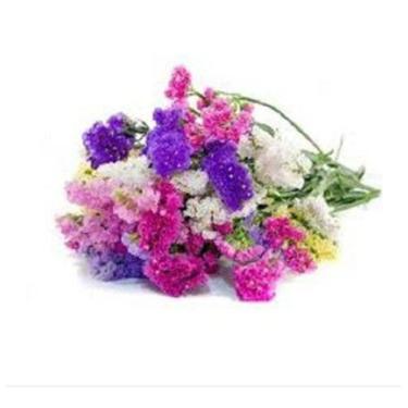 Imagem de 50 Sementes De Statice Sinuata Sortida - SEEDS